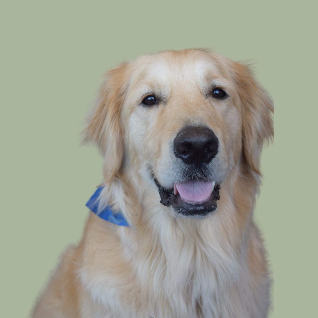 Tex the Dog
